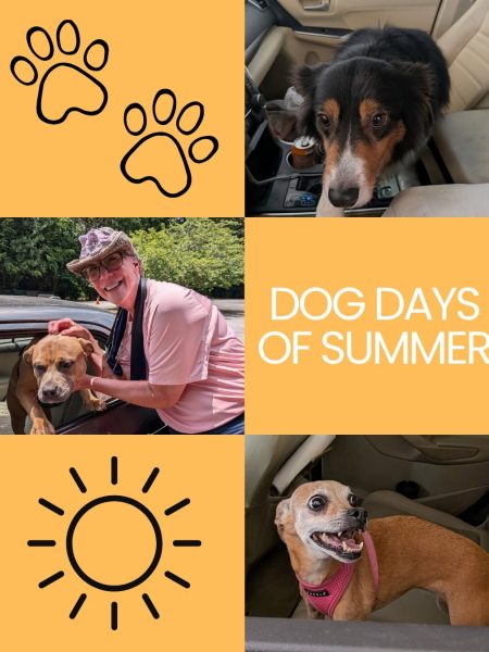 dogdays